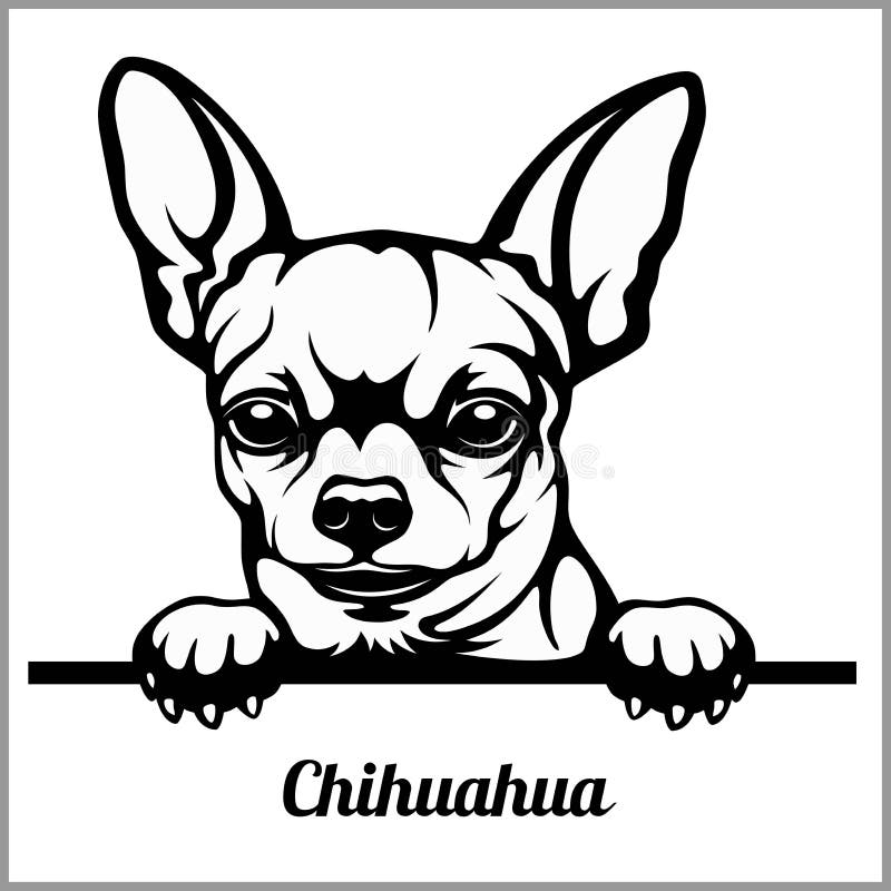 Chihuahua - σκυλιά κρυφοκοιτάγματος - - κεφάλι προσώπου φυλής που απομονώνεται στο λευκό ελεύθερη απεικόνιση δικαιώματος