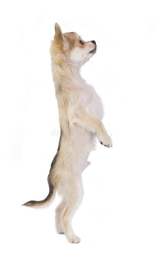 chihuahua śmieszna odosobniona szczeniaka pozycja odosobniony obraz stock chihuahua śmieszna odosobniona szczeniaka pozycja odosobniony obraz stock