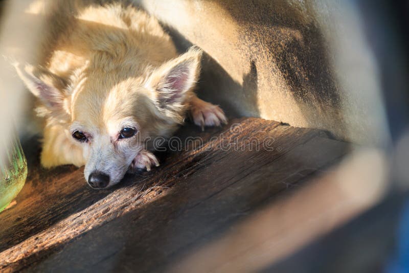 Brown chihuahua dog in cage. Brown chihuahua dog in cage