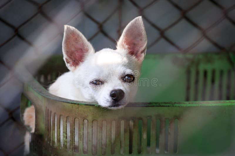 White chihuahua dog in cage. White chihuahua dog in cage