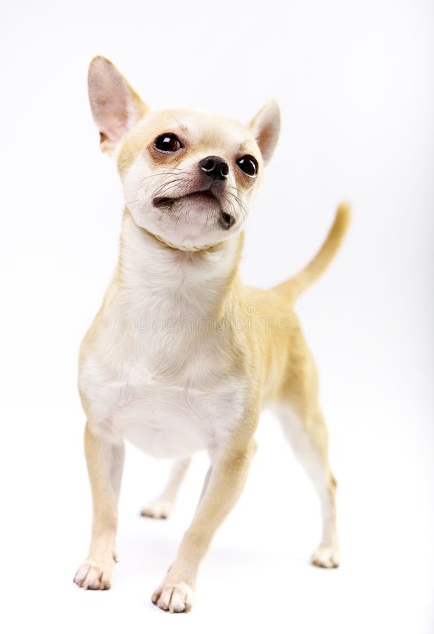 Chihuahuababyhündchen in der Studioqualität lizenzfreie stockfotos Chihuahuababyhündchen in der Studioqualität lizenzfreie stockfotos