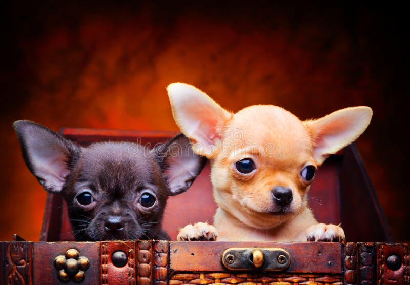 Chihuahuababyhündchen in der Studioqualität lizenzfreie stockfotos Chihuahuababyhündchen in der Studioqualität lizenzfreie stockfotos