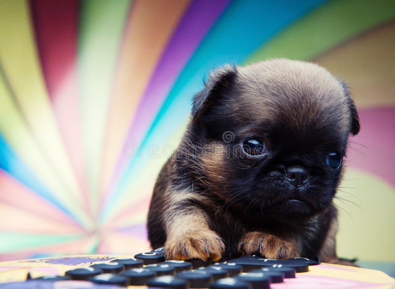 Chihuahuababyhündchen in der Studioqualität lizenzfreie stockfotos Chihuahuababyhündchen in der Studioqualität lizenzfreie stockfotos