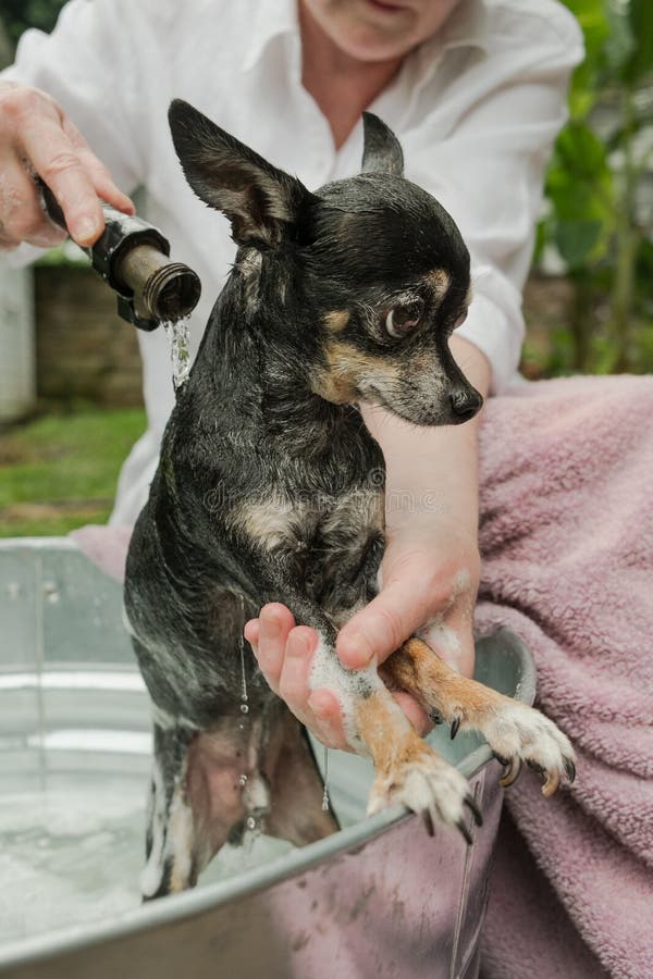 Schuwe Zwartwitte Chihuahua Die Shampooed in Openlucht Zijn Stock