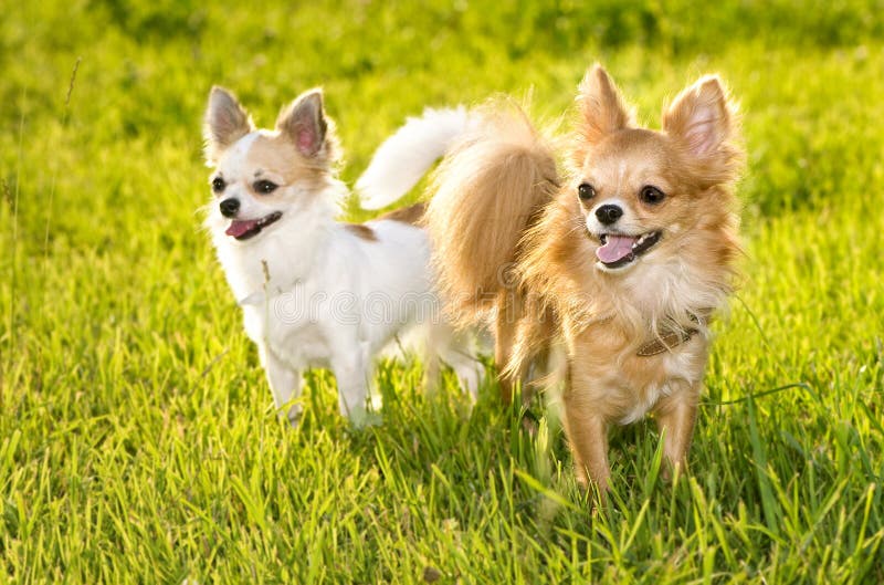 Two Chihuahua dogs on sunny summer day. Focus on red one. Two Chihuahua dogs on sunny summer day. Focus on red one.