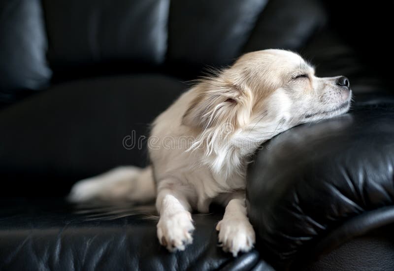 Chihuahuaen förföljer att dåsa på den svart lädersofaen arkivfoton