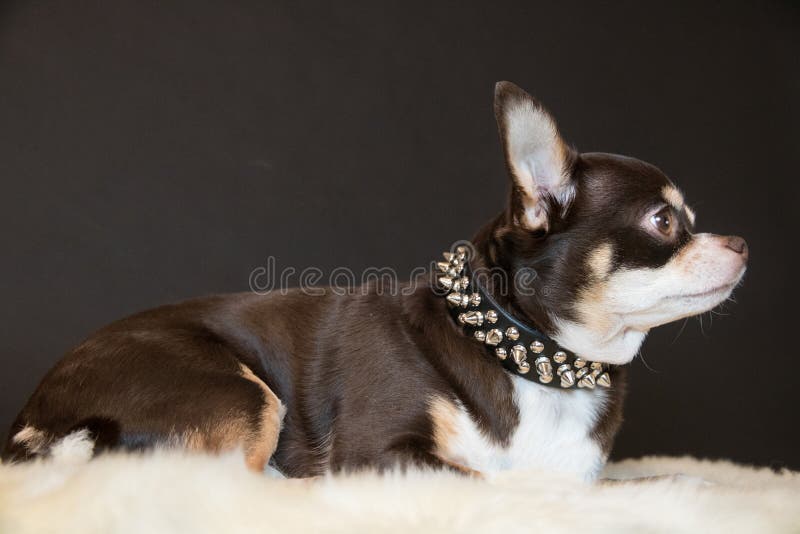 Chihuahuaen poserar i studio royaltyfri foto