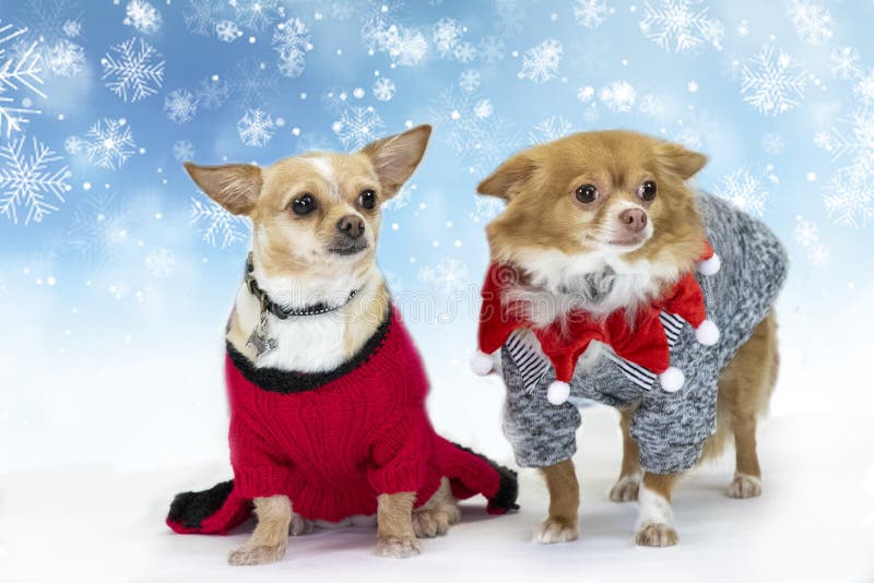 Chihuahuaen poserar i studio royaltyfri foto