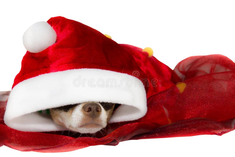 Chihuahuaen poserar i studion för jul royaltyfri foto