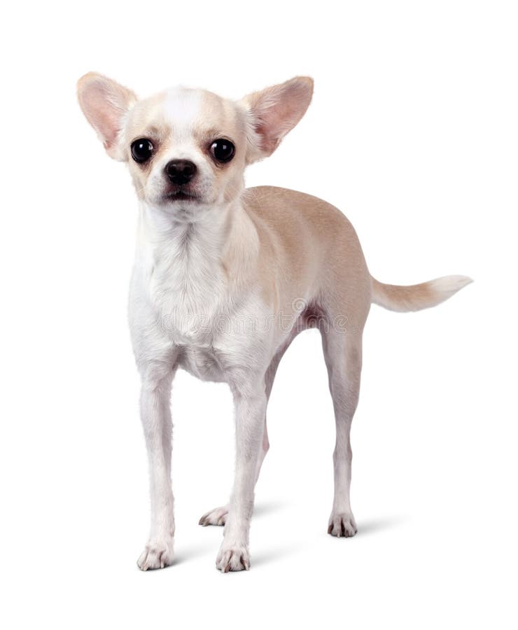 Chihuahuahond op witte achtergrond wordt geïsoleerd die royalty-vrije stock foto's Chihuahuahond op witte achtergrond wordt geïsoleerd die royalty-vrije stock foto's
