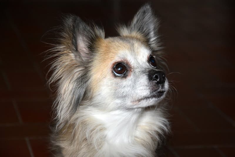 Chihuahuahund mit den großen Augen, zwölf Jahre alt lizenzfreie stockbilder Chihuahuahund mit den großen Augen, zwölf Jahre alt lizenzfreie stockbilder