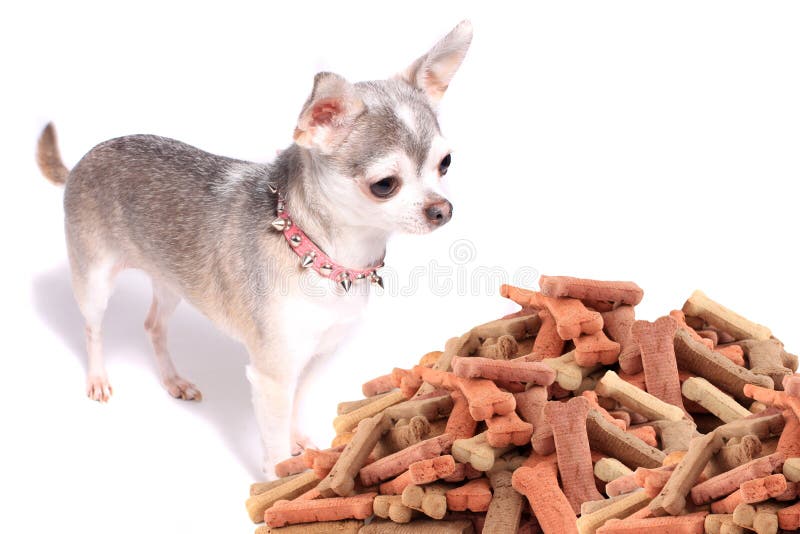 Chihuahuahund und -festlichkeiten stockfotos Chihuahuahund und -festlichkeiten stockfotos