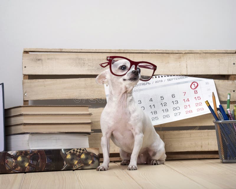 Chihuahuahundavel i exponeringsglas, bland böcker och med en väggkalender royaltyfri fotografi Chihuahuahundavel i exponeringsglas, bland böcker och med en väggkalender royaltyfri fotografi