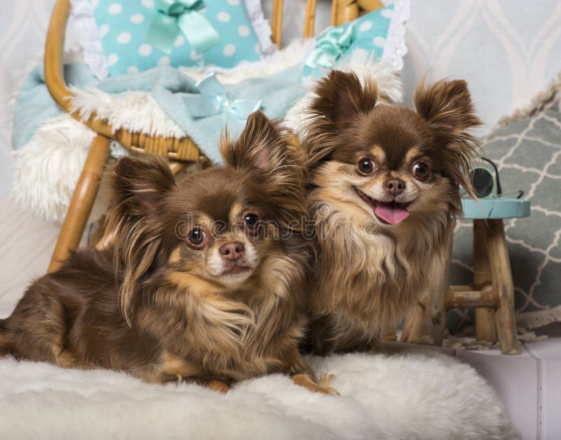 Chihuahuahundkapplöpning som ligger på päls i studiosammanträde på stol i studio arkivbilder