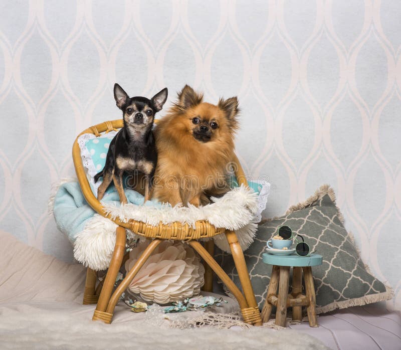 Chihuahuahundkapplöpning som sitter på stolsammanträde på stol i studio fotografering för bildbyråer