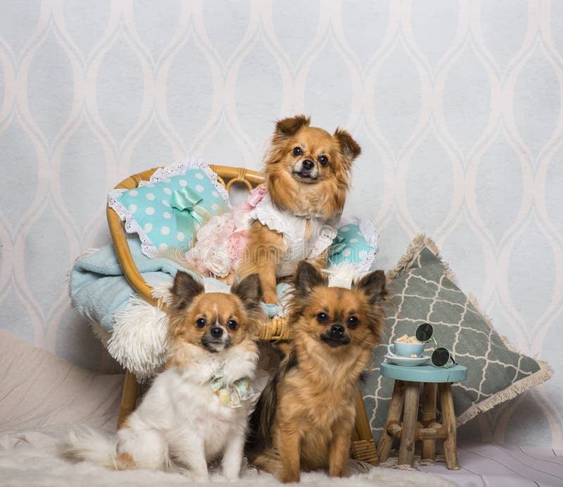 Chihuahuahundkapplöpning som sitter runt om stol i studion, stående royaltyfri foto