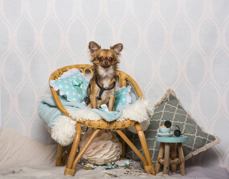 Chihuahuahundsammanträde på stol i studion, stående arkivbild