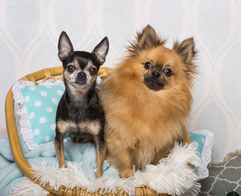 Chihuahuahundsammanträde på stol i studion, stående royaltyfri foto