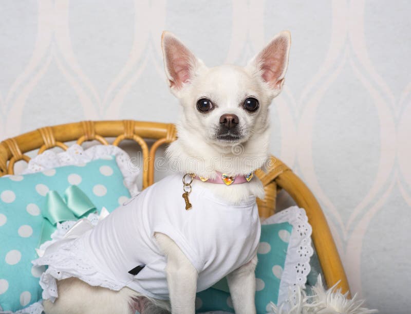 Chihuahuahundsammanträde på stol i studion, stående royaltyfria bilder