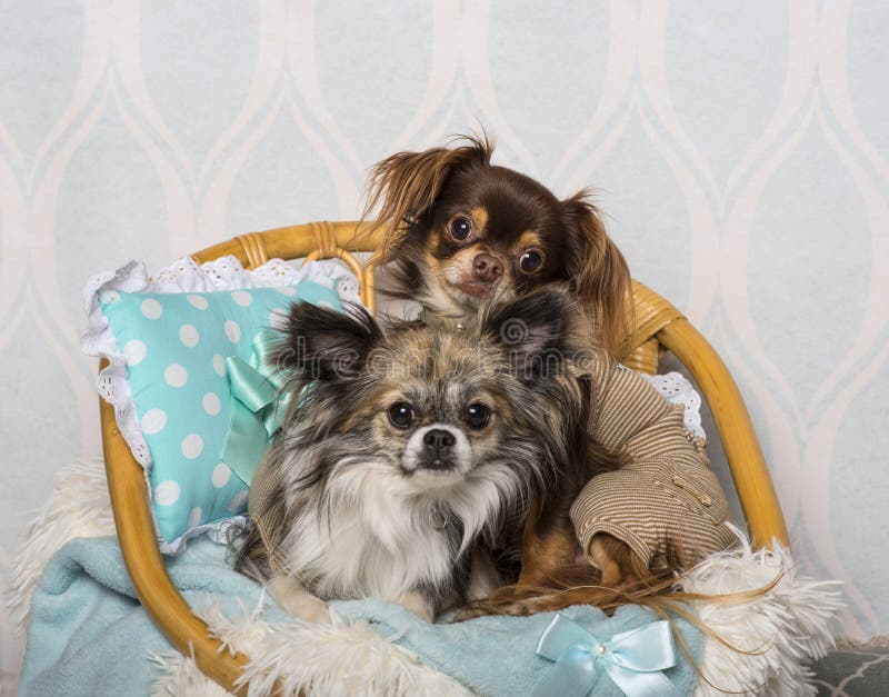 Chihuahuahundsammanträde på stol i studion, stående arkivbild