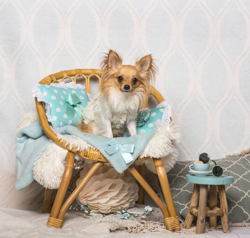 Chihuahuahundsammanträde på stol i studion, stående arkivfoto