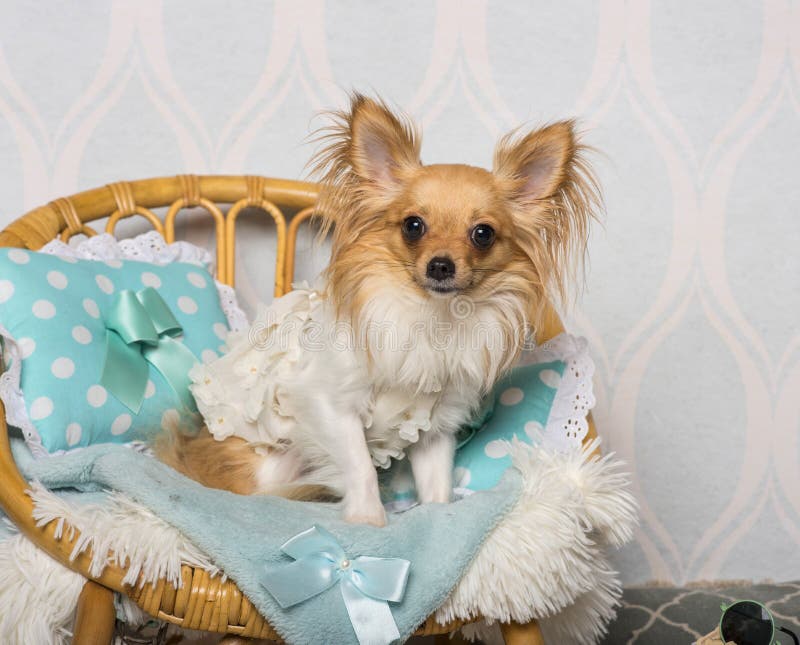 Chihuahuahundsammanträde på stol i studion, stående royaltyfri fotografi