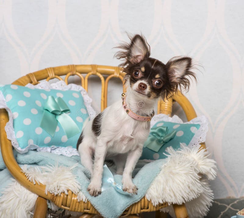 Chihuahuahundsammanträde på stol i studion, stående royaltyfri foto