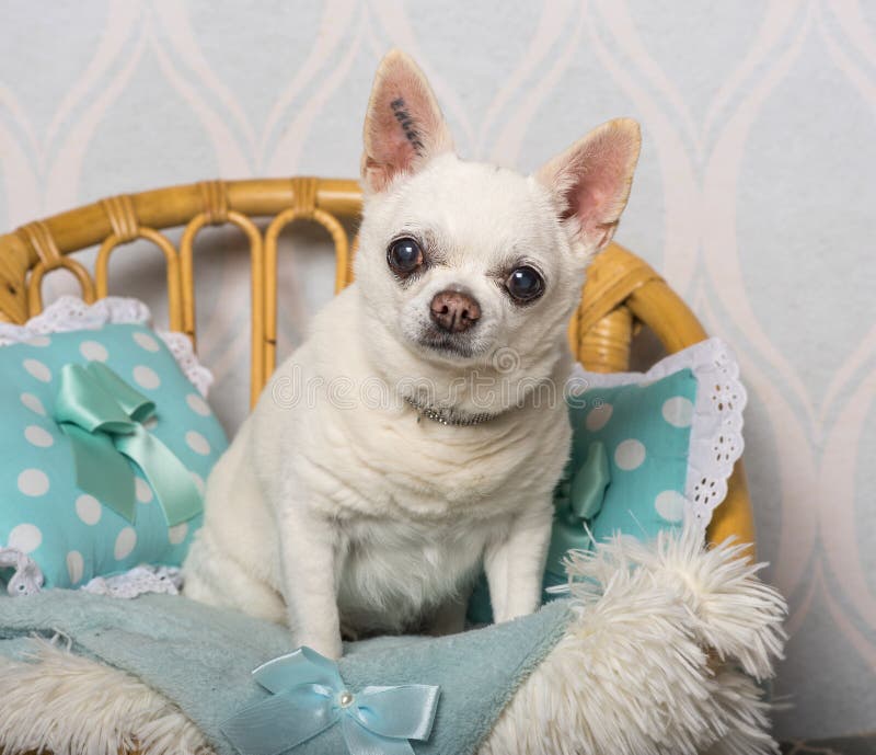 Chihuahuahundsammanträde på stol i studion, stående royaltyfri fotografi