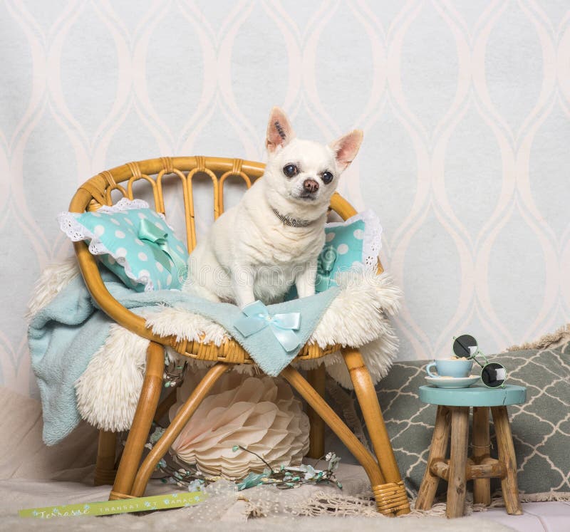 Chihuahuahundsammanträde på stol i studion, stående arkivfoton