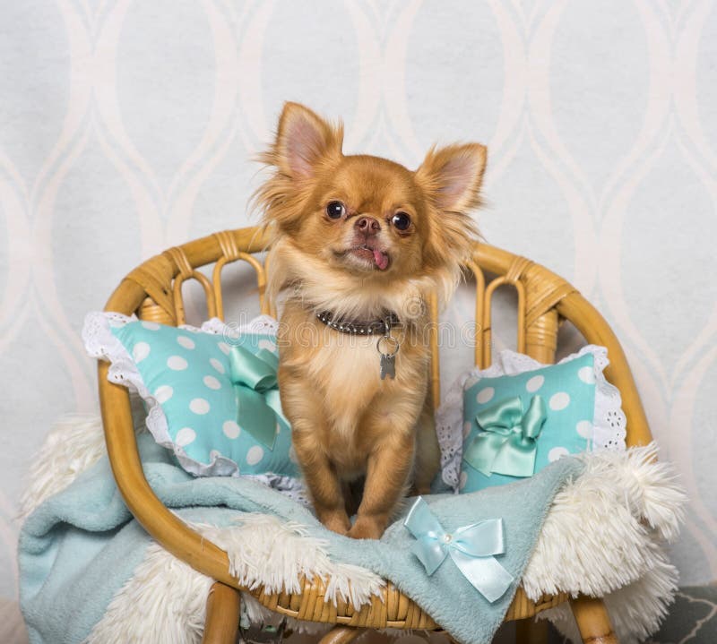 Chihuahuahundsammanträde på stol i studion, stående fotografering för bildbyråer