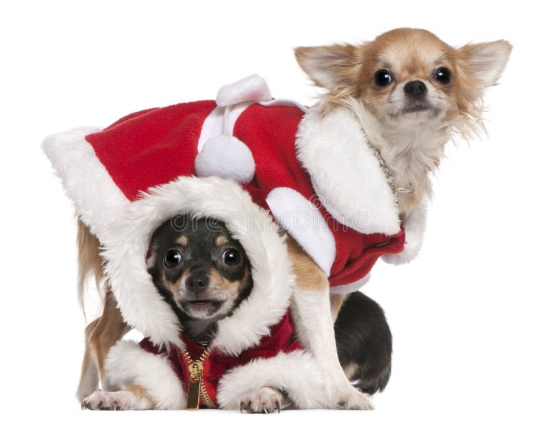 Chihuahuas Dressed in Santa Outfits Stock Photo Image of animal