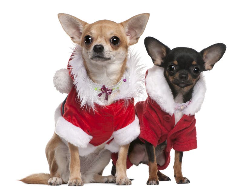 Chihuahuas Dressed in Santa Outfits Stock Photo Image of animal
