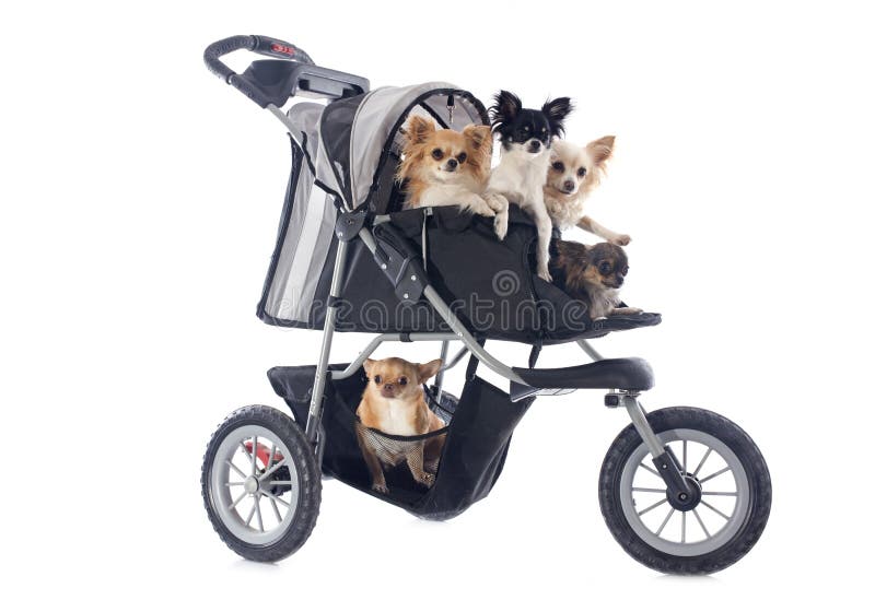 Chihuahuas in pushchair