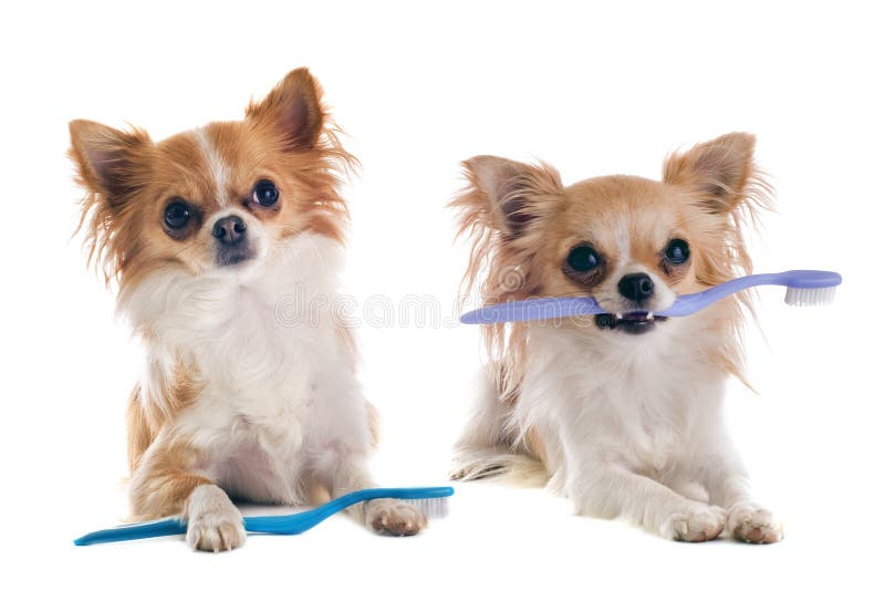 Chihuahuas and toothbrush stock photo. Image of clean 25697068
