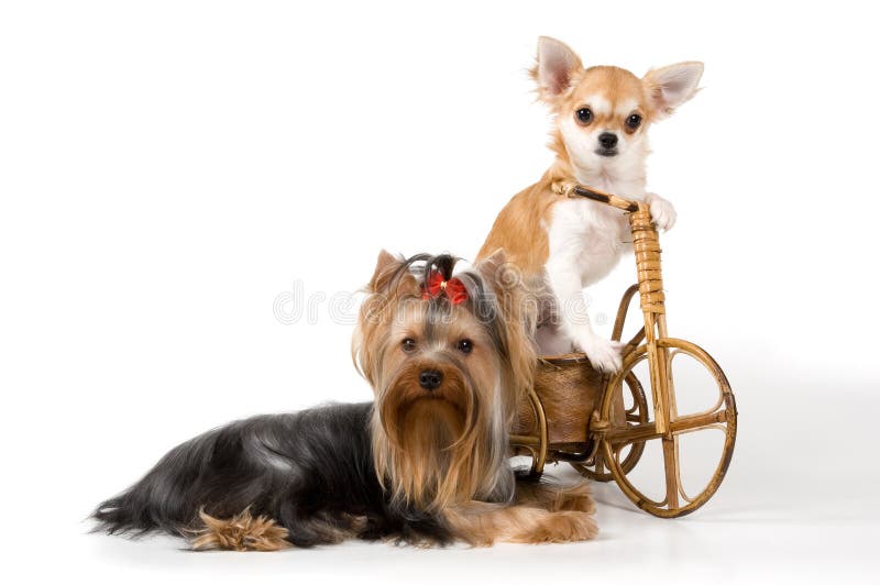 Chihuahuastudioterrier royaltyfri bild