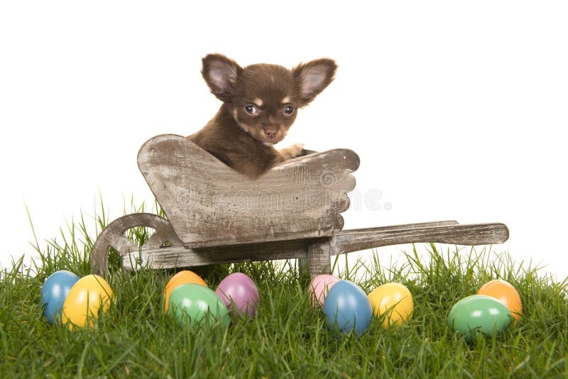 Chihuahuavalp i en skottkärra på ett gräs med kulöra easter ägg royaltyfria bilder Chihuahuavalp i en skottkärra på ett gräs med kulöra easter ägg royaltyfria bilder