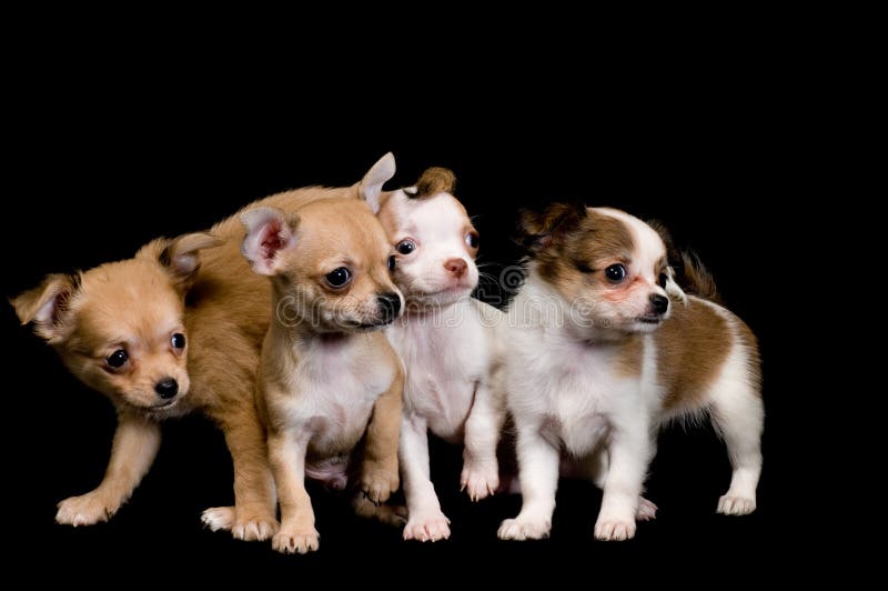 Chihuahuavalpstudio royaltyfria bilder