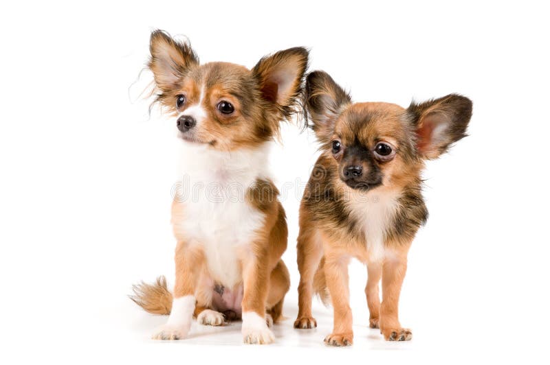 Chihuahuavalpstudio fotografering för bildbyråer