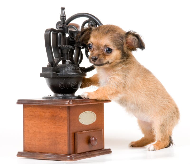 Chihuahuavalpstudio royaltyfri foto