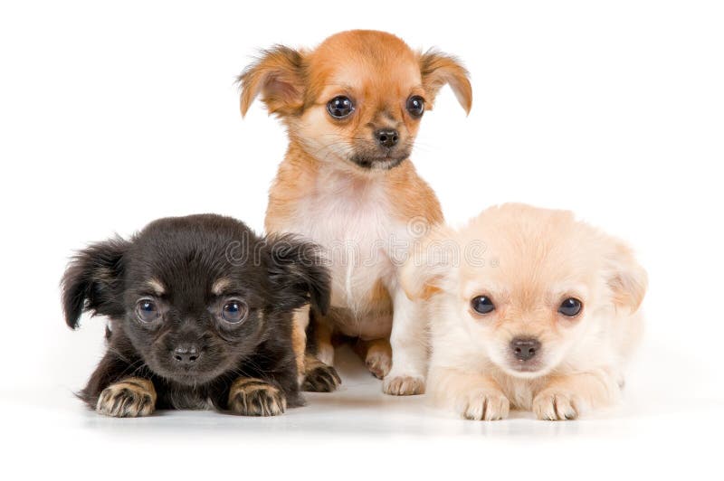 Chihuahuavalpstudio arkivfoto