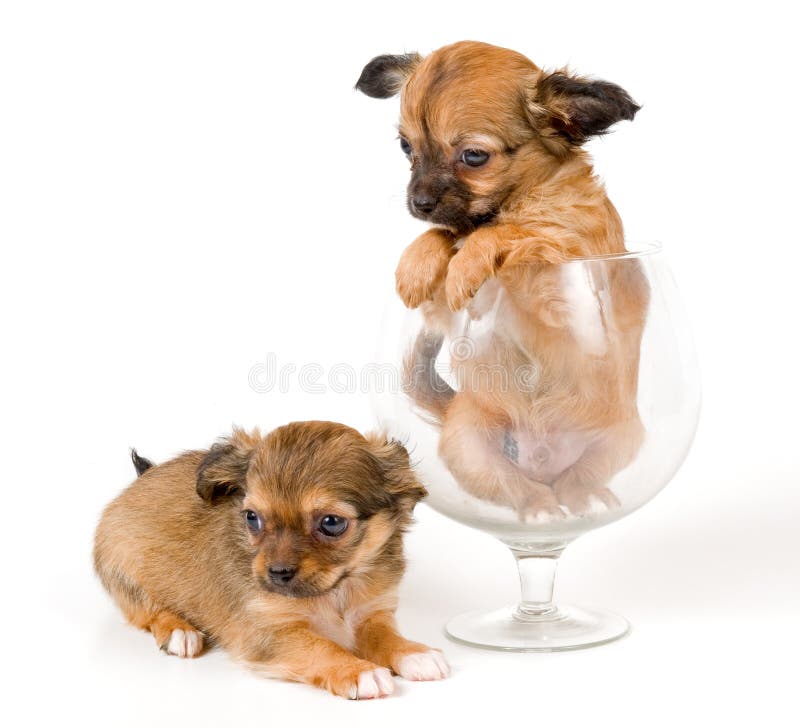 Chihuahuavalpstudio arkivbilder