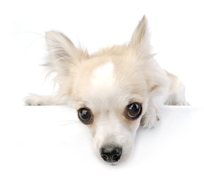 Chihuahuawelpenportrait mit ausdrucksvollen Augen