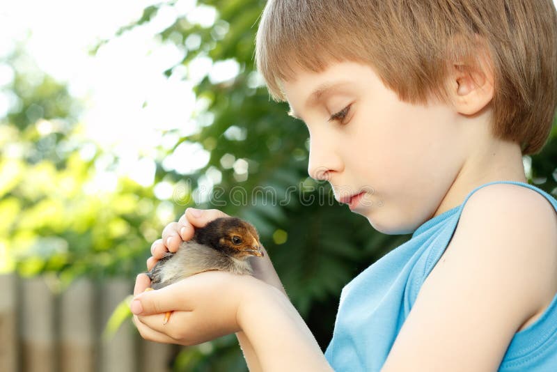 Chiken gulliga kramar för pojke i utomhus- handnatursommar fotografering för bildbyråer
