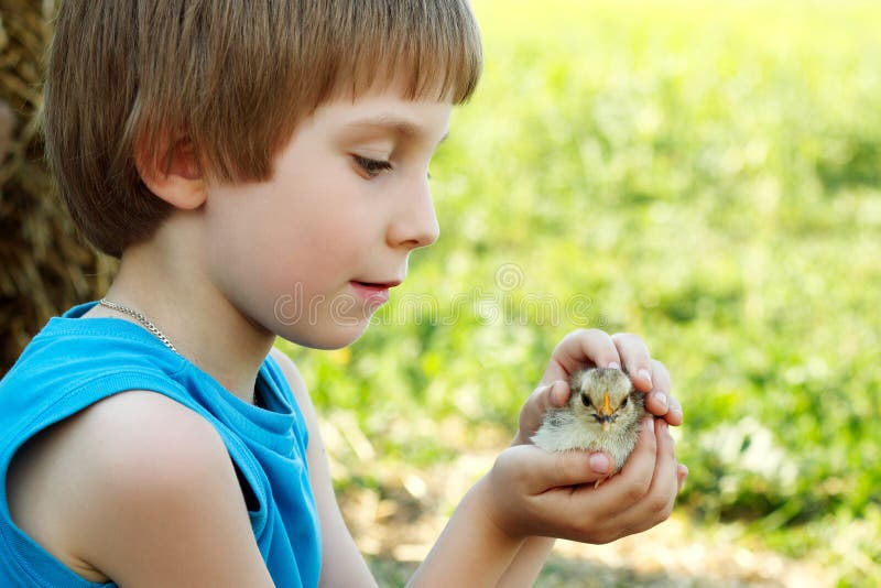 Chiken gulliga kramar för pojke i utomhus- handnatursommar arkivfoto
