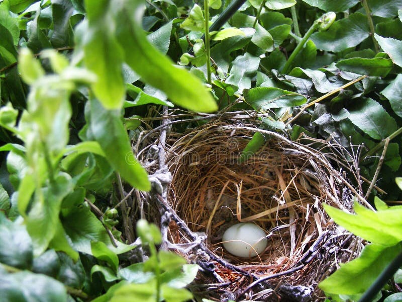 single purple finch egg