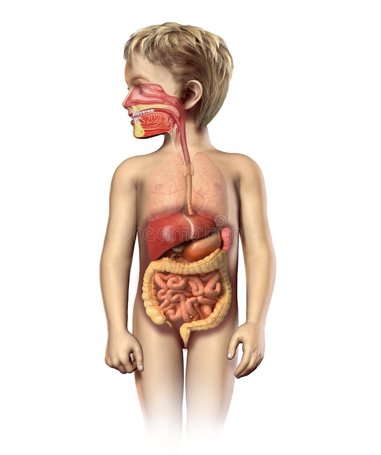 Lleno sistema digestivo abreviatura.