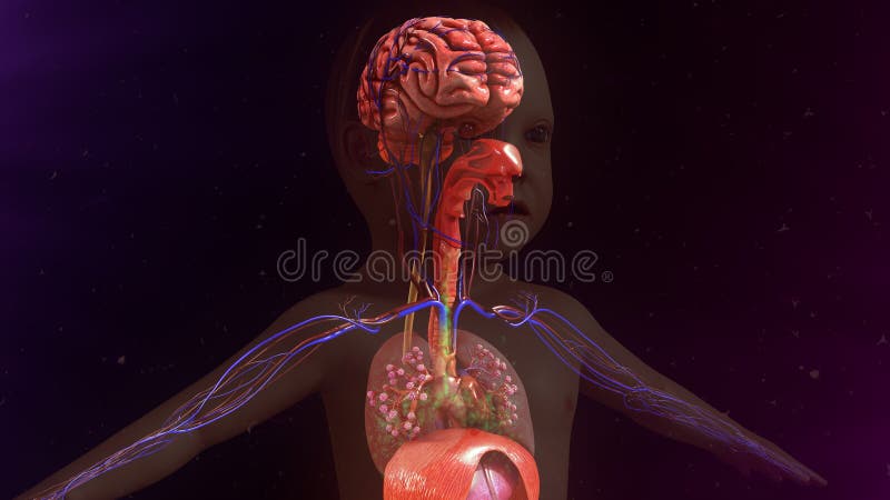 Anatomy Human Body Internal Structure Stock Illustrations – 3,004 ... Biology Diagrams
