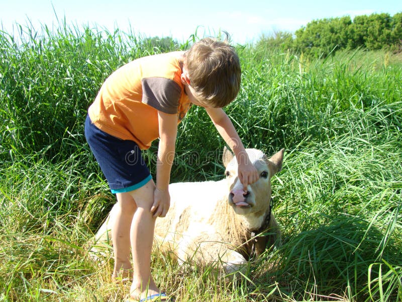 Child near a calf,exploring the calf,baby calf touches. Kid calf stock images, royalty-free photos and pictures
