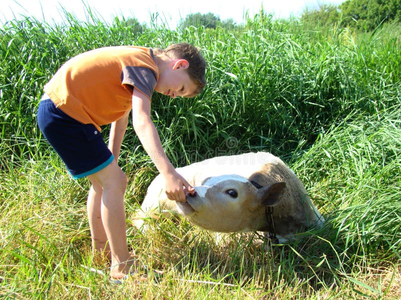 Child near a calf,exploring the calf,baby calf touches. Kid calf stock images, royalty-free photos and pictures