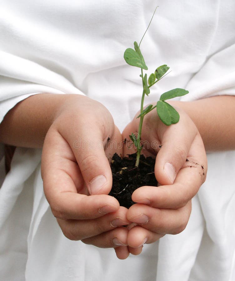 Child carefully holding a plant